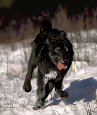 Daya auf der Jagd