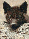Daya as a pup