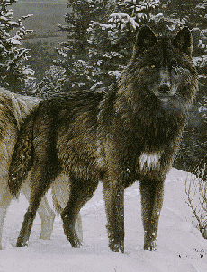 Wolf